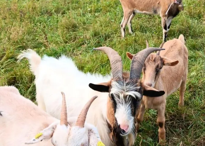 S' Kaennele Appartement Mudau